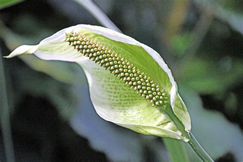  Hengyang Xianglian: Wie schmecken pikante, zarte Blüten im Gewürzregen?